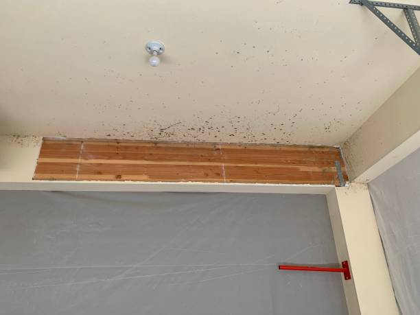 Mold Remediation for Rental Properties in Latrobe, PA